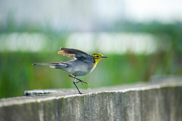 posing bird 
