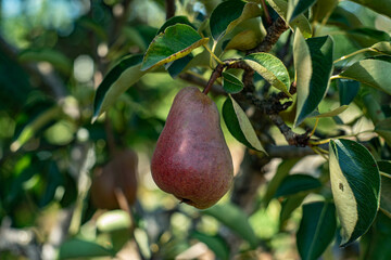 pear on a branch