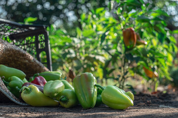 green peppers in a greenhouse