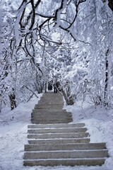 path in winter forest