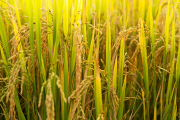 closeup rice fields gold, young growing rice background, farm and agriculture concept