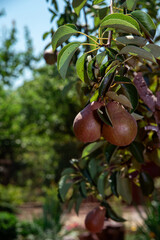 pears on the tree