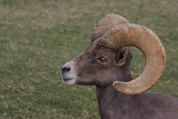 Naklejka premium close up of a sheep
