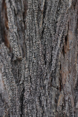 bark of a tree