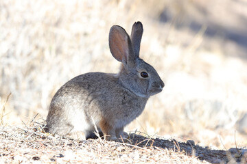 rabbit in the grass