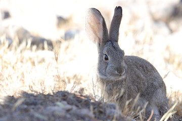 rabbit in the grass