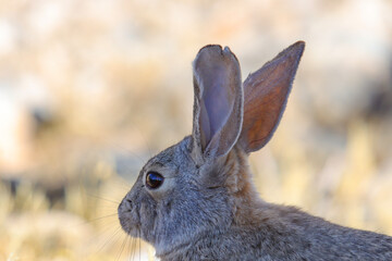 rabbit in the grass