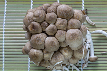
Mushrooms on a bamboo mat, top view
