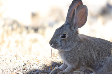 rabbit on the grass