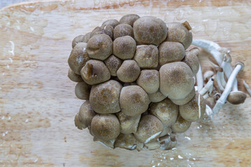 
Mushrooms on a bamboo mat, top view