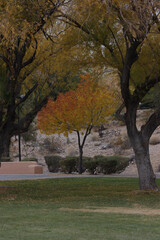 Naklejka premium autumn trees in the park