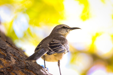 robin on a branch