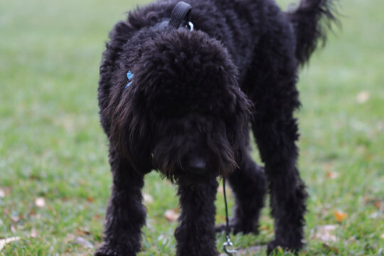 black poodle puppy