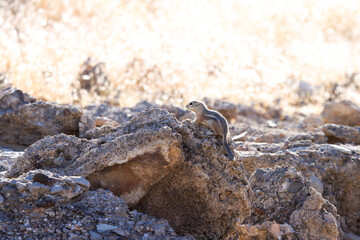 wild boar in winter