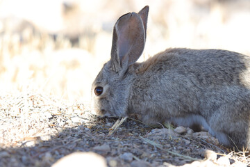 rabbit on the ground