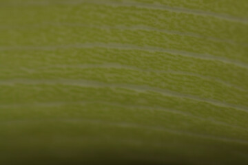 leaf macro