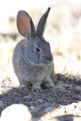 rabbit in the garden