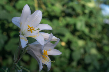 Obraz premium white crocus flower