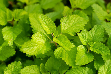 Lemon balm trees