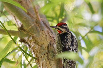 woodpecker on tree