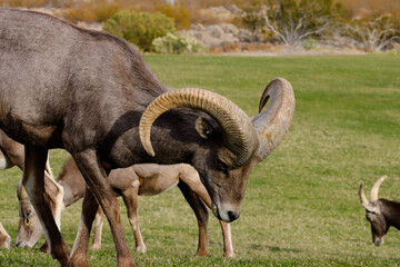 a pair of sheep