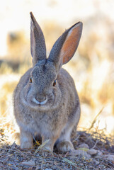rabbit on the beach
