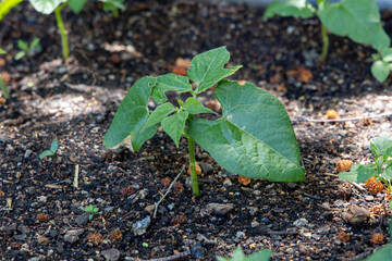 Bean plant seedling growing in a vegetable garden bed