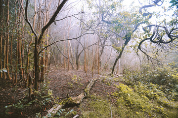 Awaawapuhi Trail, Kauai island, Hawaii

