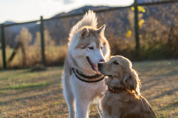 Obraz premium 世界の名犬牧場／ゴールデンレトニエル