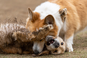 ドギーズ／ゴールデンレトニエル