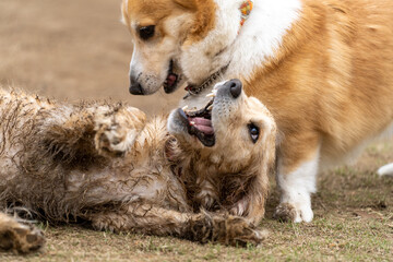 ドギーズ／ゴールデンレトニエル