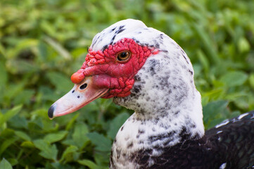 Male muscovy duck with white and black feathers and bumpy red face patch around the eye and base of bill is close up against a blurred green grass background.