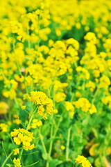 鴨川菜の花ロードに訪れた春