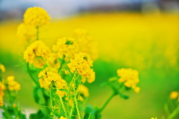 春の散歩道に咲く黄色い花