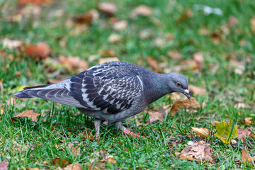 Pigeon walking on the grass in park