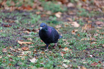 Pigeon walking on the grass in park