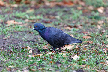 Pigeon walking on the grass in park