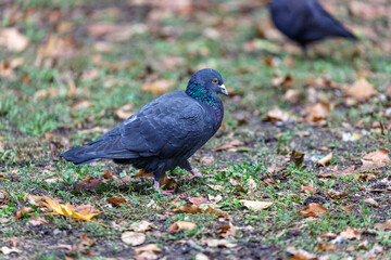 Pigeon walking on the grass in park