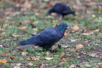 Pigeon walking on the grass in park