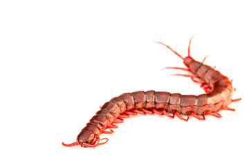 Centipede on a white background