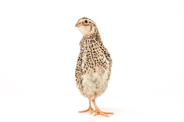Isolated Japanese quail on white background.