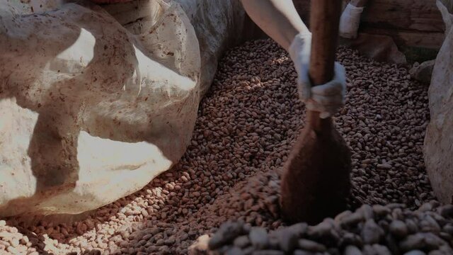 Temperature measurement of cocoa beans fermented in wooden barrels, to maintain the quality of cocoa flavor, Cocoa beans are fermented in a wooden box to develop the chocolate flavor.