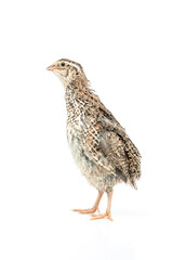 Isolated Japanese quail on white background.
