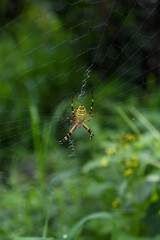 spider, 거미