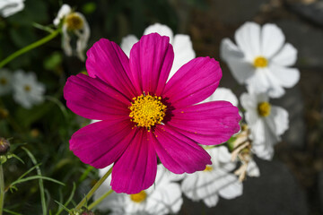 cosmos, Mexican Aster, 코스모스