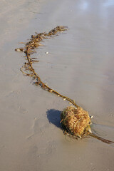Kelp on the wet sand at the water edge of an ocean beach	