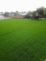 green house in the park