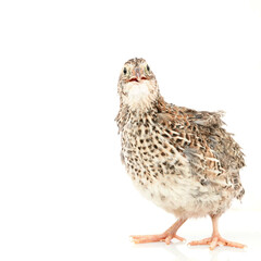 Isolated Japanese quail on white background.