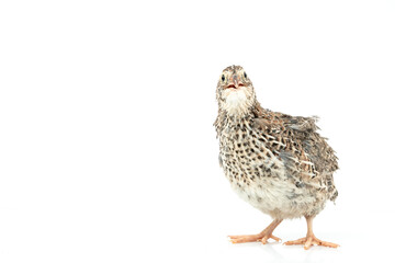 Isolated Japanese quail on white background.