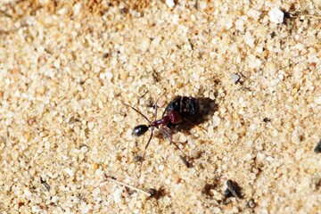 Meat Ant (Iridomyrmex purpureus) with prey, South Australia